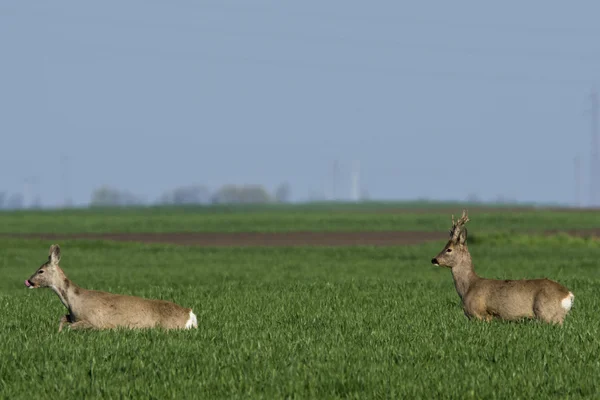 Rådjur betar i fältet (Capreolus capreolus ) — Stockfoto