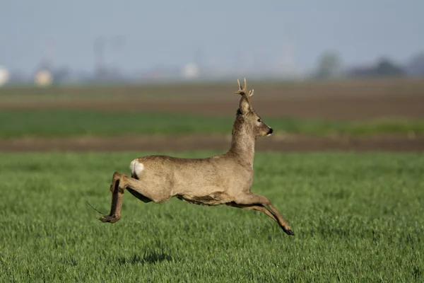 Rådjur betar i fältet (Capreolus capreolus ) — Stockfoto