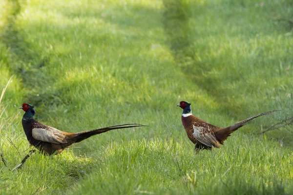 Pájaro faisán de cuello anular caminando en el campo de hierba —  Fotos de Stock