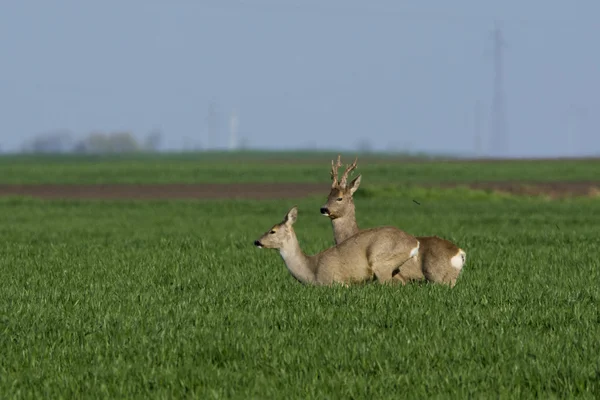 Reeën grazen in een veld (Capreolus capreolus ) — Stockfoto