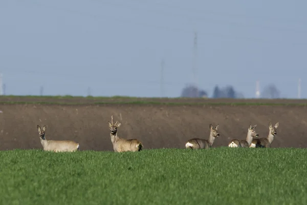 Cervos ovinos pastando no campo (Capreolus capreolus  ) — Fotografia de Stock