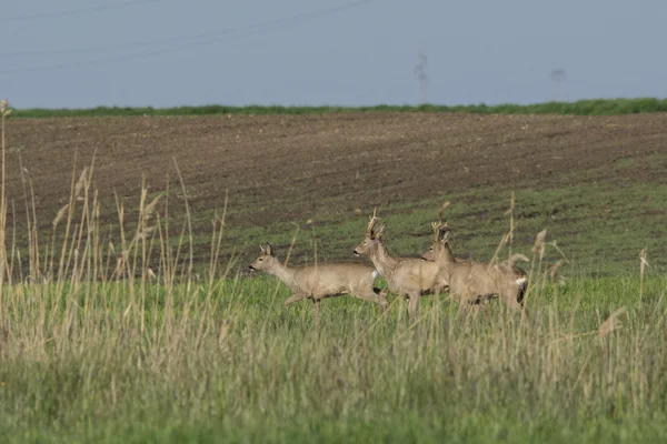Roe deer  grazing in field ( Capreolus capreolus ) — Stock Photo, Image