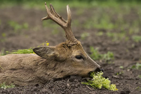 Hunting roe deer trophy — Stock Photo, Image