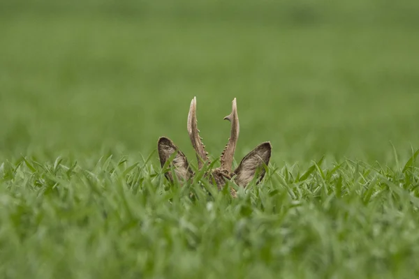 鹿在田间放牧 (狍狍 ) — 图库照片