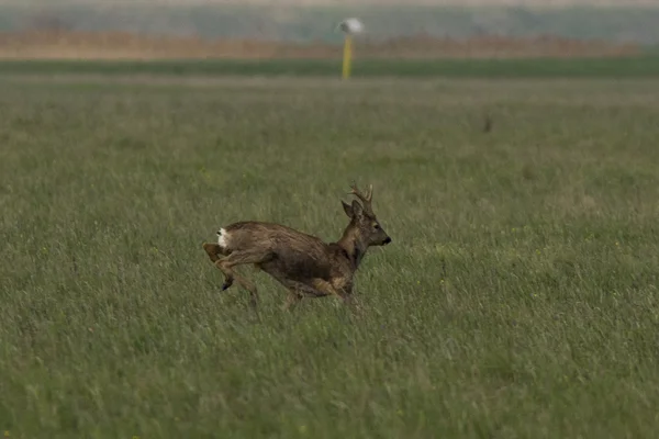 Reeën grazen in een veld (Capreolus capreolus ) — Stockfoto