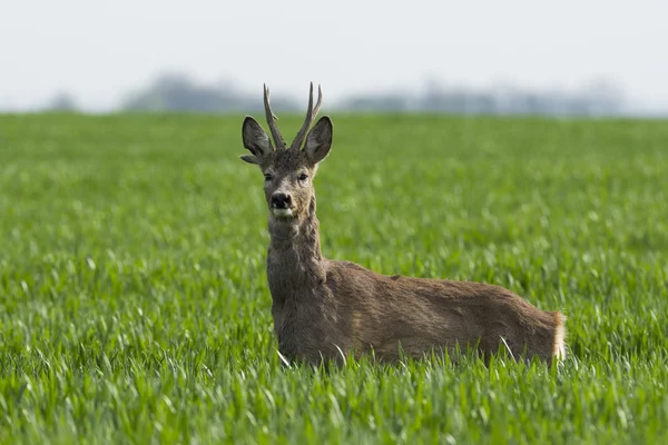 Reeën grazen in een veld (Capreolus capreolus ) — Stockfoto