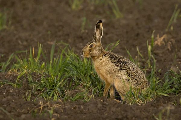 Hnědé zajíc (lepus europaeus) — Stock fotografie