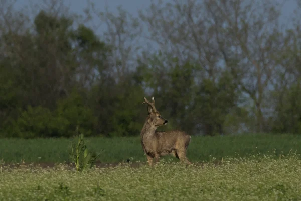 Caprioli al pascolo in campo (Capreolus capreolus  ) — Foto Stock