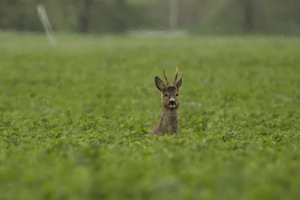 Reeën grazen in een veld (Capreolus capreolus ) — Stockfoto