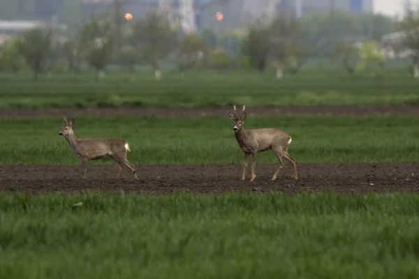 Reeën grazen in een veld (Capreolus capreolus ) — Stockfoto