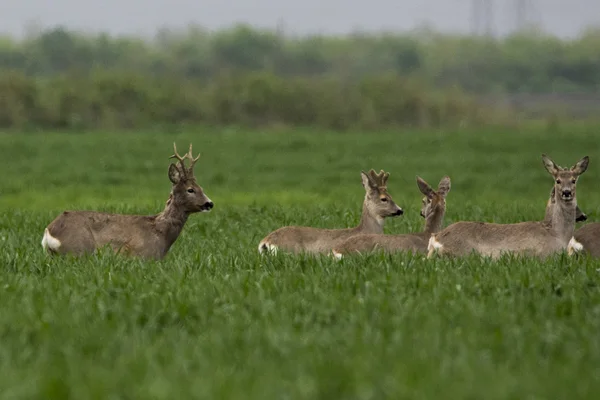 Rehe auf der Weide (capreolus capreolus) ) — Stockfoto