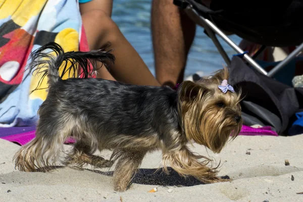 Köpek sahilde — Stok fotoğraf