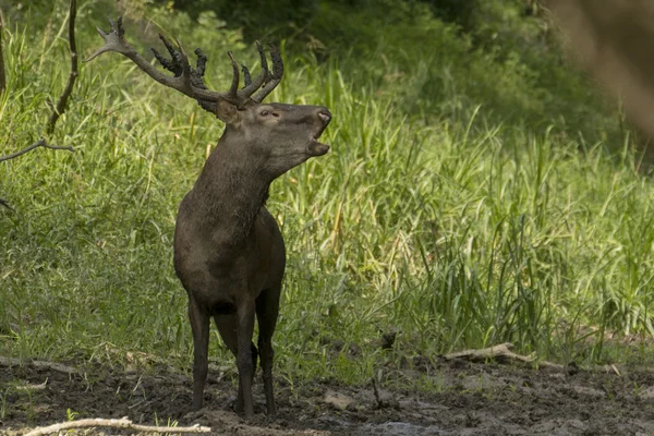 Cerf rouge cerf — Photo