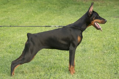 Doberman köpek