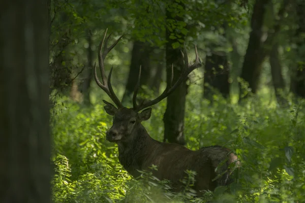 Cerf rouge cerf — Photo