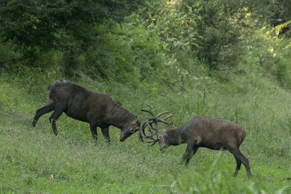 Red deer stag — Stock Photo, Image