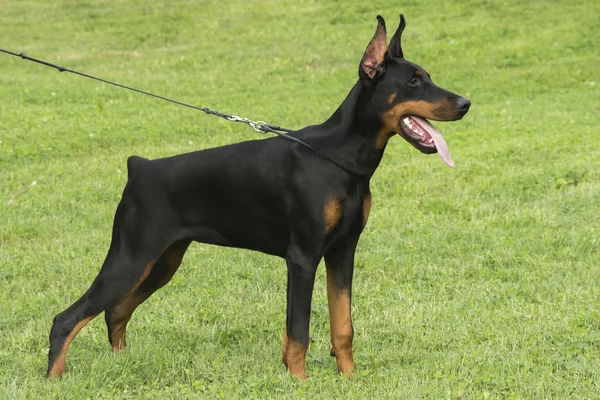 Σκυλί Doberman — Φωτογραφία Αρχείου