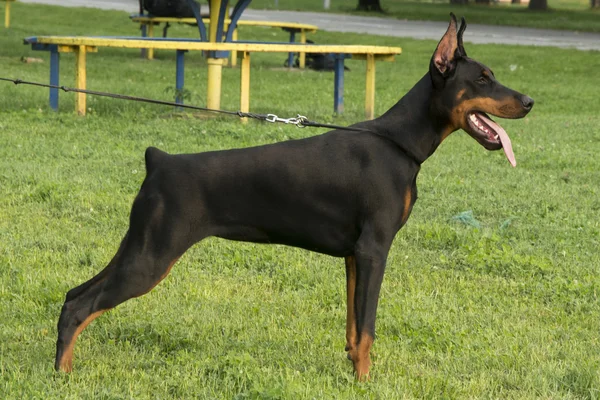 Doberman dog — Stock Photo, Image