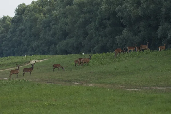 Cervos de veado (Cervus elaphus) no parque — Fotografia de Stock