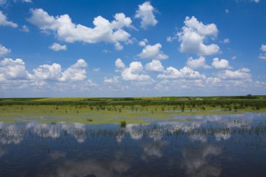 Sarı lilyum ile bahar Gölü