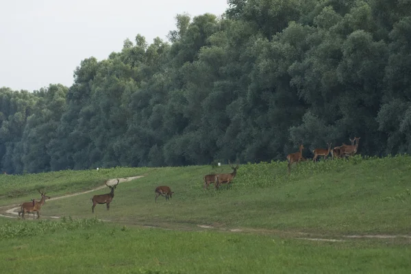 공원에서 사슴 사슴 (Cervus elaphus) — 스톡 사진