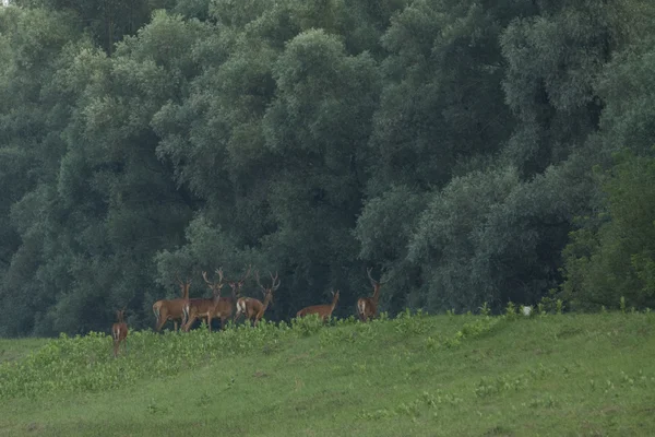 공원에서 사슴 사슴 (Cervus elaphus) — 스톡 사진