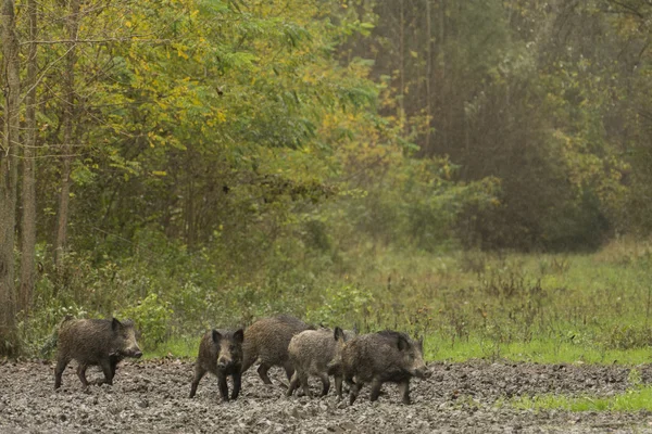 Wild boar family — Stock Photo, Image