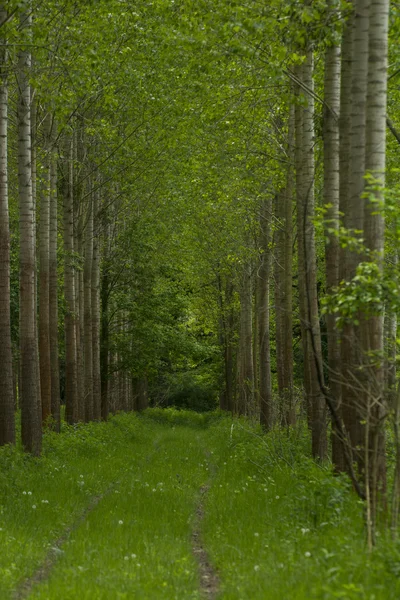 Prachtig groene boslandschap — Stockfoto