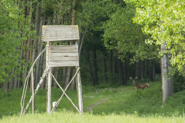 Cervo rosso cervo nella foresta — Foto Stock