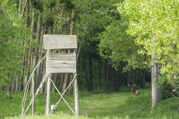 Cervo rosso cervo nella foresta — Foto Stock