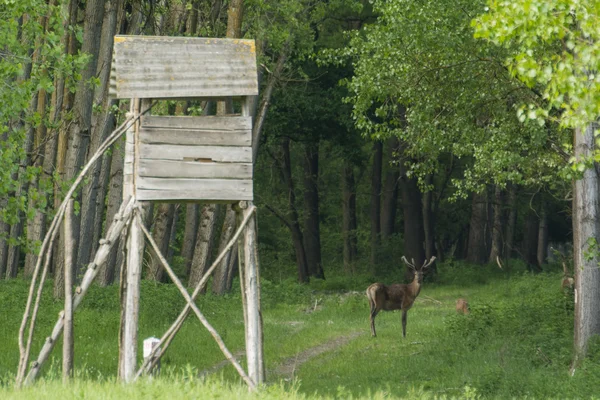 Red deer stag in forest — Stock Photo, Image