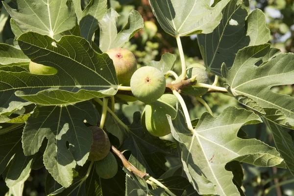 İncir yaprakları tarafından çevrili büyüyen