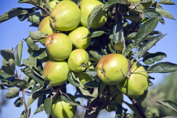 Ağaçtaki yeşil elmalar