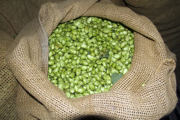 A sack of hops — Stock Photo, Image