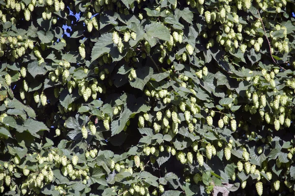 Arka plan olarak atlama.