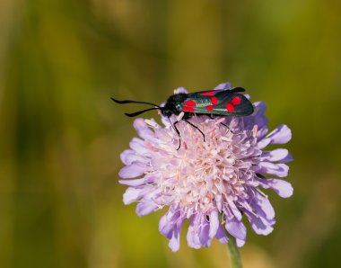 6-spot burnet güve