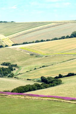 Rosebay Willowherb ve South Downs