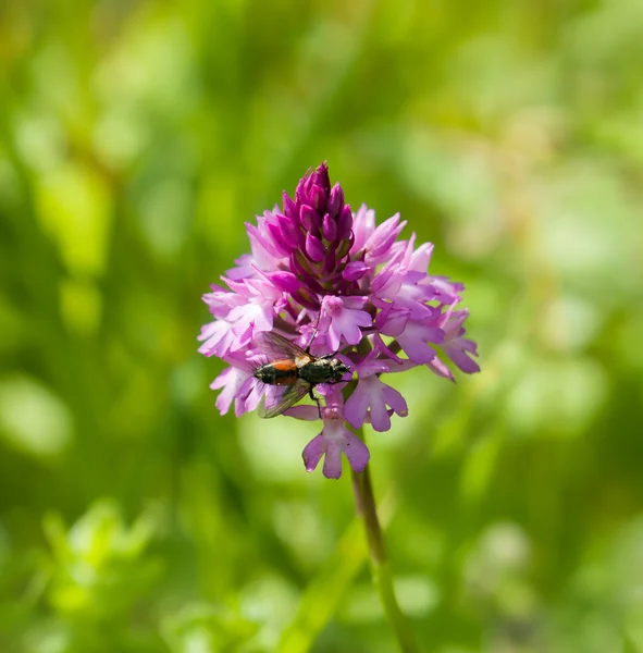 Pyramidal Orchid Wild Flower — Stock Photo, Image