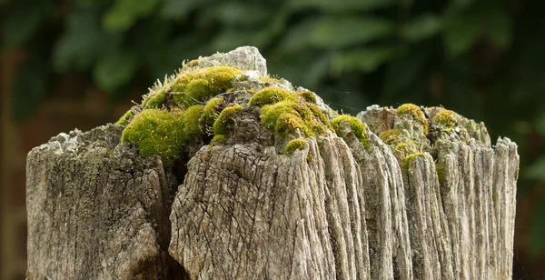 Antigo Posto de Portas com Moss — Fotografia de Stock