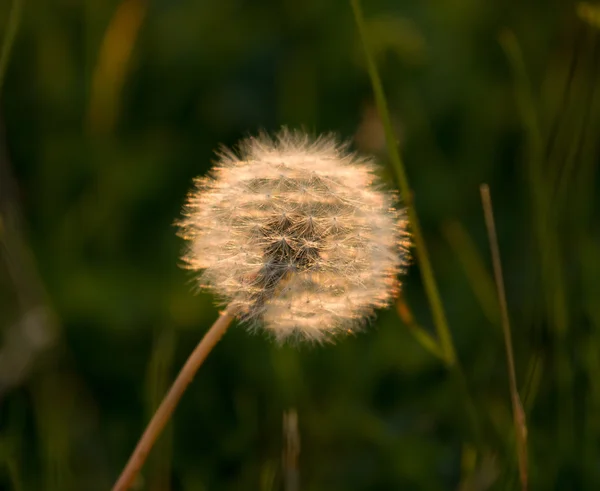 Dandelion Seedhead Backlit by Sun — Stock Photo, Image