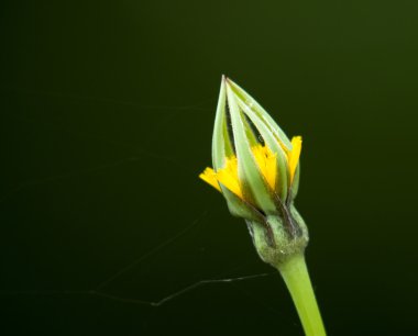 Keçi sakal çiçek tomurcuk