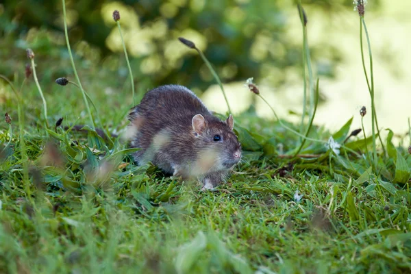 Rato castanho de mamífero selvagem — Fotografia de Stock