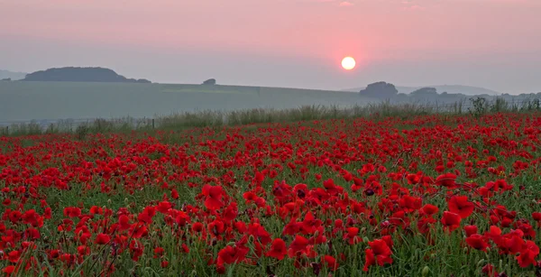Poppies at Sunset — Stock Photo, Image