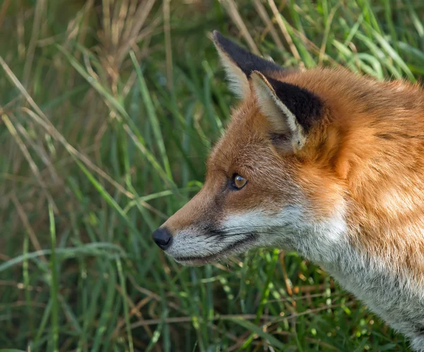 Red Fox Profile — Stock Photo, Image