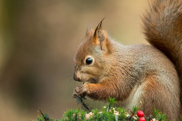 Esquilo vermelho com orelhas molhadas — Fotografia de Stock