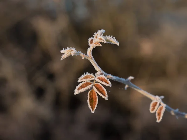 Böğürtlen Yaprağı Buzla Kaplı — Stok fotoğraf