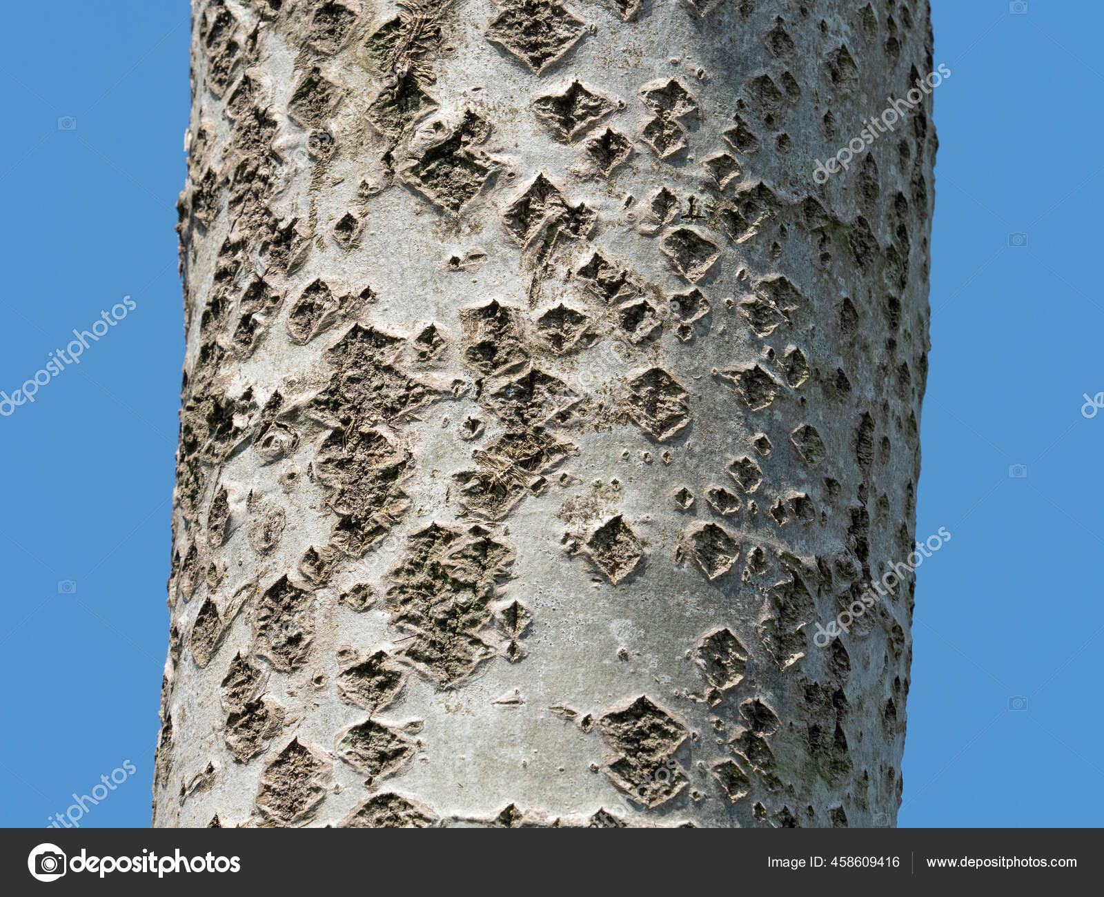 Trunk White Poplar Tree Showing Lenticels Bark — Stock Photo © suerob  #458609416, image size:1600x1300
