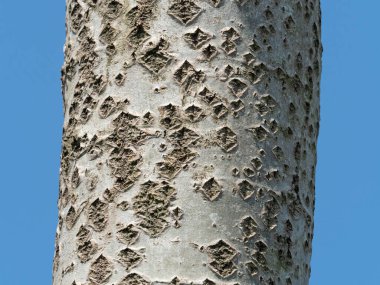 Trunk of White Poplar tree showing lenticels on the bark. clipart