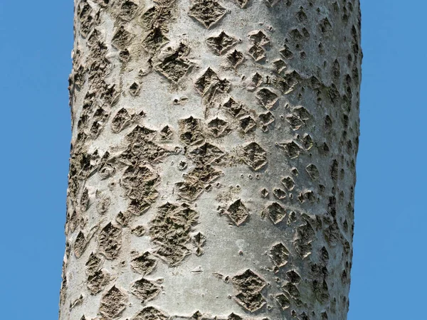 Beyaz kavak ağacı gövdesinde mercekleri gösteriyor..