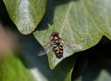 Hoverfly Eupeodes Luginer 'ın Ivy Leaf' teki Macro çekimi.